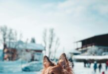 pexels photo 19727176