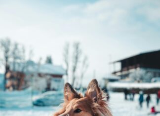 Angry Birds Game Review: Is This Sequel Worth Your Time?