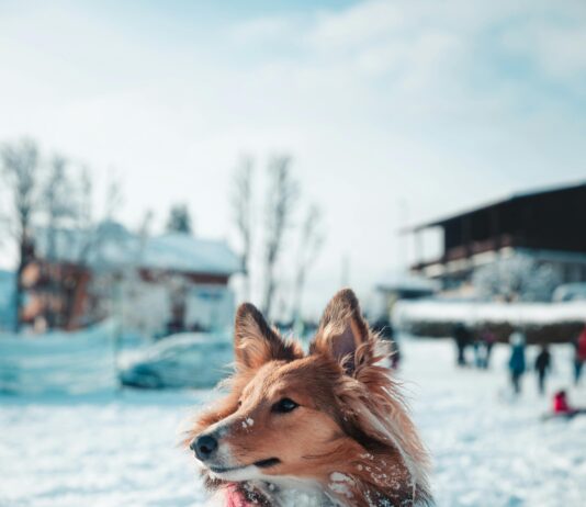 pexels photo 19727176