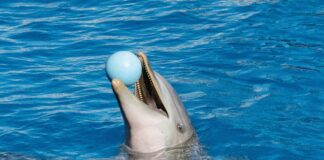 pexels photo 28957771