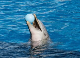 Zoo Tycoon Online Game Review: Is It The Ultimate Zoo Adventure?