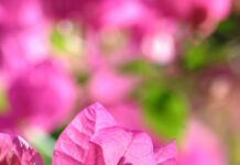 pexels photo 29452328