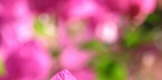 pexels photo 29452328