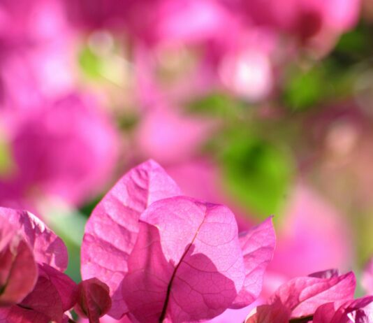 pexels photo 29452328